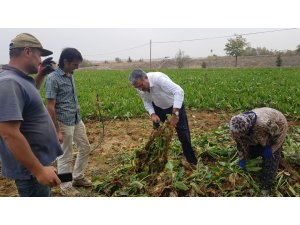 NBŞ’DE KOTA DÜŞTÜ PANCAR ÜRETİCİSİNİN YÜZÜ GÜLD