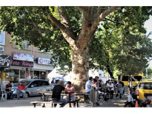 Tarihi çınar altı çay evi yenilendi