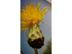 Seydişehir ve Bozkır’ın Tülüşahı  Peygamber çiçeği (Konya Gaşağı)