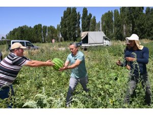 BAĞRA KARPUZUNDA HASAT BAŞLADI