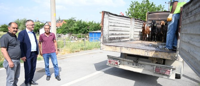Belediye başkanı hasan ustaoğlu’ndan koyunları telef olan aileye destek