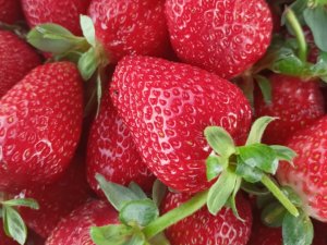 SEYDİŞEHİR ÇİLEĞİ TESCİLLENDİ