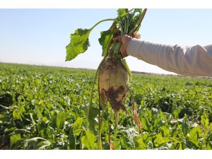 KONYA ŞEKER’DEN ÜRETİCİYE TOPLAM 12 MİLYAR 780 MİLYON 545 BİN TL’LİK DEV ÖDEME