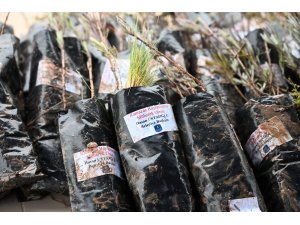 BELEDİYEDEN MEZAR ZİYARETİNE GELENLERE LAVANTA FİDESİ