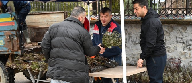 BELEDİYEDEN MEZAR ZİYARETİNE GELENLERE LAVANTA FİDESİ