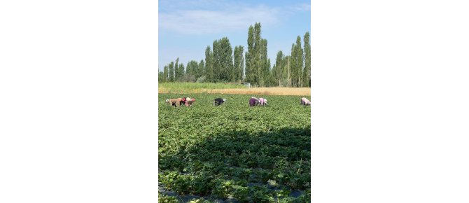 Seydişehir'in Çilek Üssü Boyalı Mahallesi: Haftada 100 Ton Üretim...