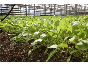 TÜRKİYE TARIMINDA İLK! KONYA ŞEKER, PANCAR TESTLERİNDE DÜNYA LİGİNDE