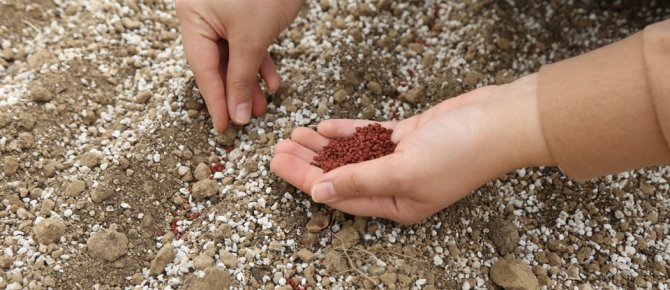 TÜRKİYE TARIMINDA İLK! KONYA ŞEKER, PANCAR TESTLERİNDE DÜNYA LİGİNDE