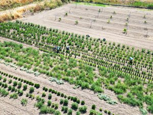 Eti Alüminyum’dan Milli Ağaçlandırma Günü’nde Türkiye’nin ağaç varlığına 37 bin 900 fidanlık katkı
